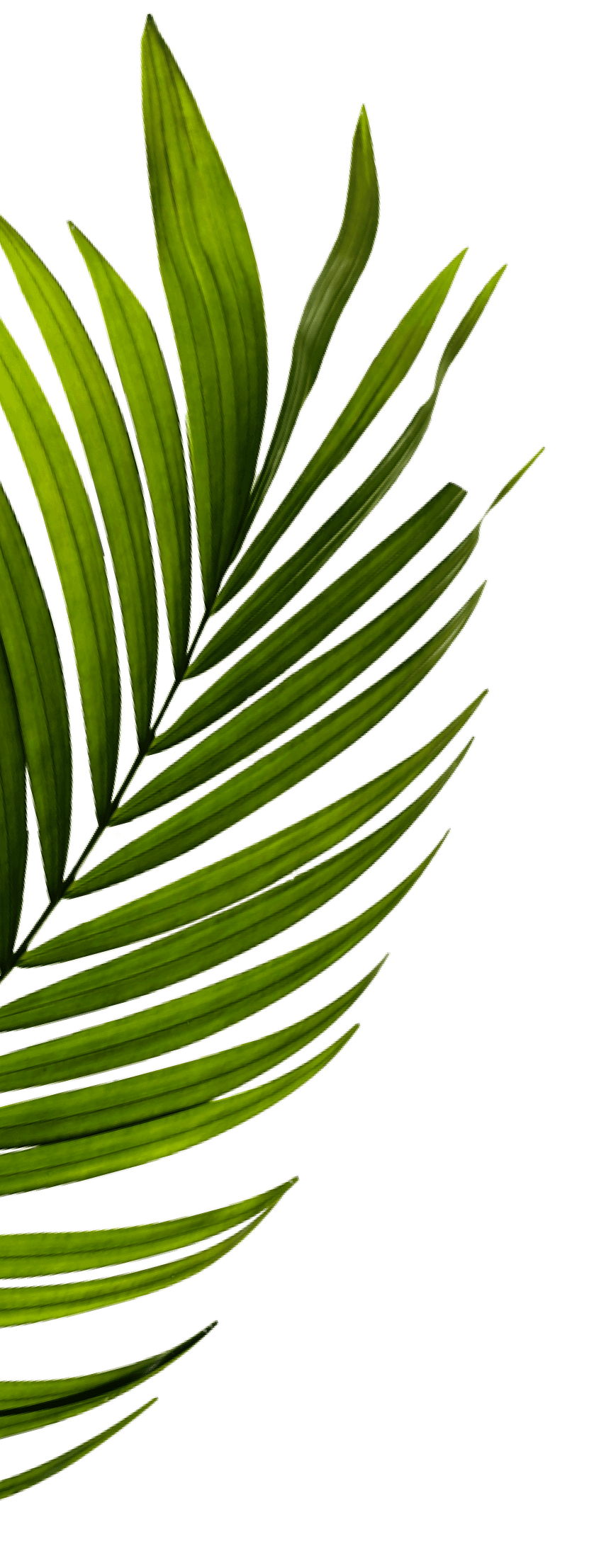 Imagen de una palmera